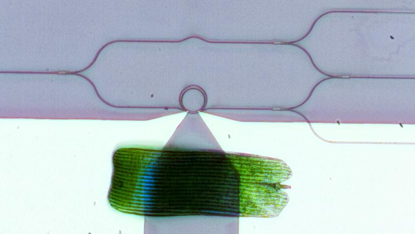 A visible-spectrum phase modulator (the ring at the center of a radius of 10 microns) is tinier than a butterfly wing scale. Photo credit: Heqing Huang and Cheng-Chia Tsai/Columbia Engineering