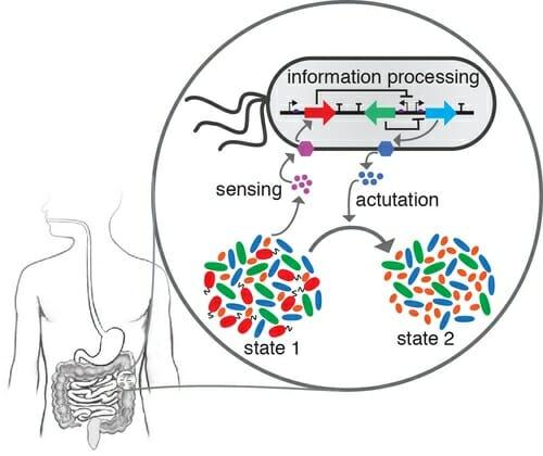 Venturelli is trying to understand the dynamic interactions of microbes that specifically reside in the human gut because of the impact they have on human health. Understanding these interactions is the first step in being able to change the microbiome in ways that benefit health. Venturelli is trying to understand the dynamic interactions of microbes that specifically reside in the human gut because of the impact they have on human health. Understanding these interactions is the first step in being able to change the microbiome in ways that benefit health.