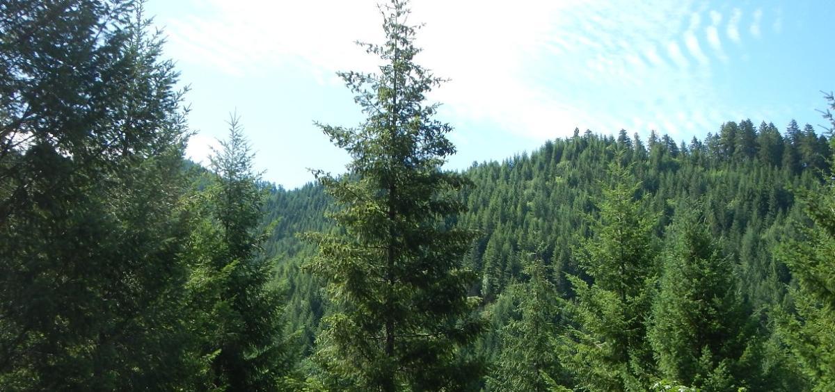 Douglas-fir CREDIT Lina DiGregorio Douglas-fir CREDIT Lina DiGregorio