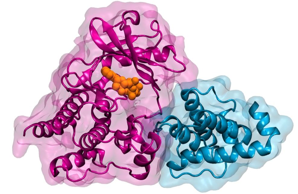 Illustration of Integrin-linked Kinase (ILK) (pink) binding to its partner parvin (blue). Both proteins are represented as a ribbon diagram overlayed with the proteins´ outlines. The small molecule ATP bound to ILK is represented as orange spheres. (Image: HITS)