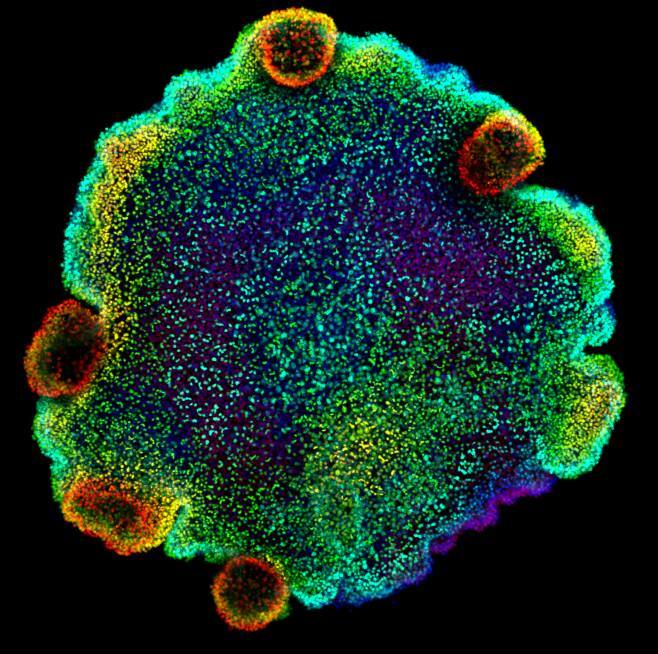 Confocal microscopy image of nuclei, coloured by depth, of Trichoplax sp. H2, one of the four species of placozoan for which the authors of the study created a cell atlas for. Credit: Sebastian R. Najle Confocal microscopy image of nuclei, coloured by depth, of Trichoplax sp. H2, one of the four species of placozoan for which the authors of the study created a cell atlas for. Credit: Sebastian R. Najle