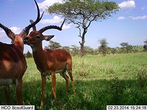 Motion sensor “camera traps” unobtrusively take pictures of animals in their natural environment, oftentimes yielding images not otherwise observable. The artificial intelligence system automatically processes such images, here correctly reporting this as a picture of two impala standing. (Snapshot Serengeti Photo) Motion sensor “camera traps” unobtrusively take pictures of animals in their natural environment, oftentimes yielding images not otherwise observable. The artificial intelligence system automatically processes such images, here correctly reporting this as a picture of two impala standing. (Snapshot Serengeti Photo)