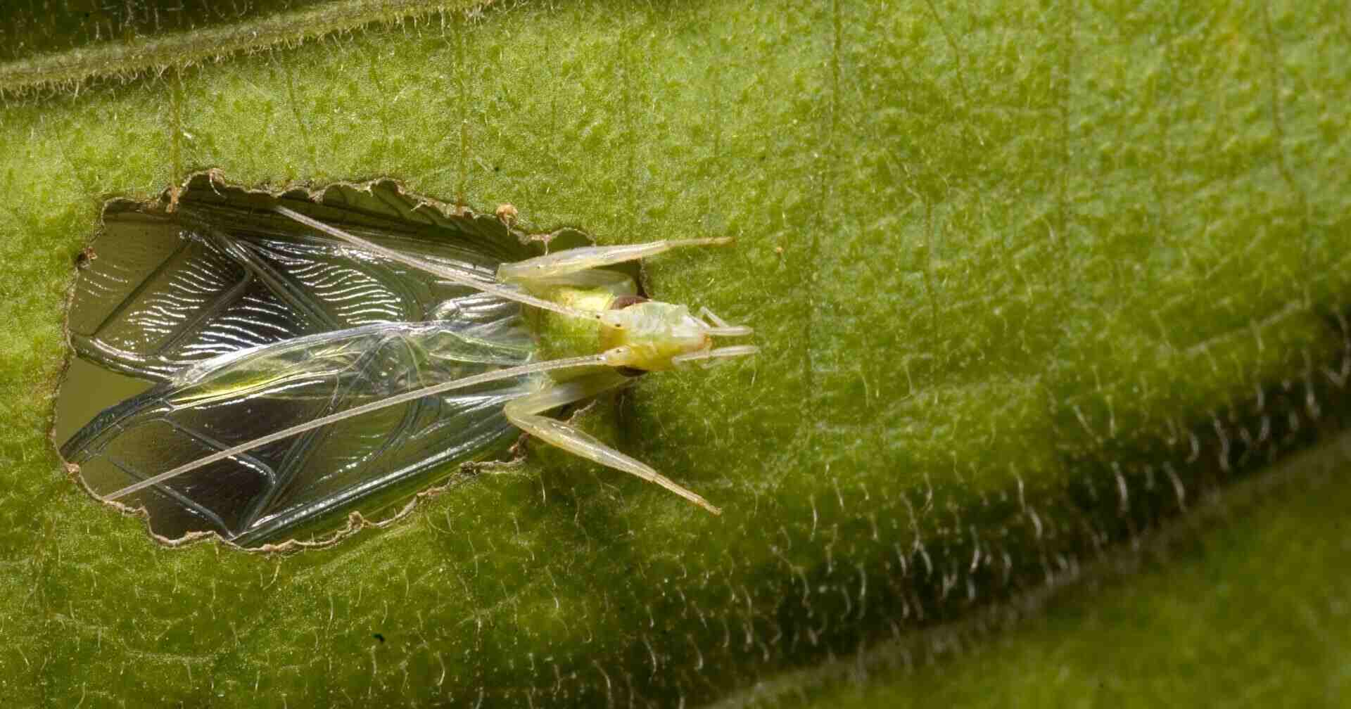 A tree cricket that is male is singing from a baffle. Out of all crickets, only tree crickets are known to create baffles, which are acoustic tools that greatly increase their singing efficiency. Very few other crickets either make or make use of such a tool. (Photo by Natasha Mhatre)