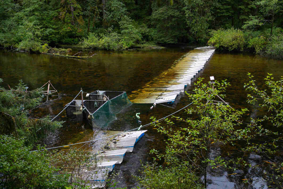 A weir on the Koeye River is one location where Wild Salmon Center is partnering with First Nations to pilot the Salmon Vision technology. (PC: Olivia Leigh Nowak/Le Colibri Studio.) A weir on the Koeye River is one location where Wild Salmon Center is partnering with First Nations to pilot the Salmon Vision technology. (PC: Olivia Leigh Nowak/Le Colibri Studio.)