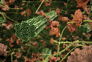 This graphical representation of lignocellulosic biomass based on supercomputer models illustrates a new Oak Ridge National Laboratory study about the inner workings of plant cell walls during bioenergy production. Image credit: Thomas Splettstoesser; http://www.scistyle.com ORNL demystifies forces at play in biofuel production