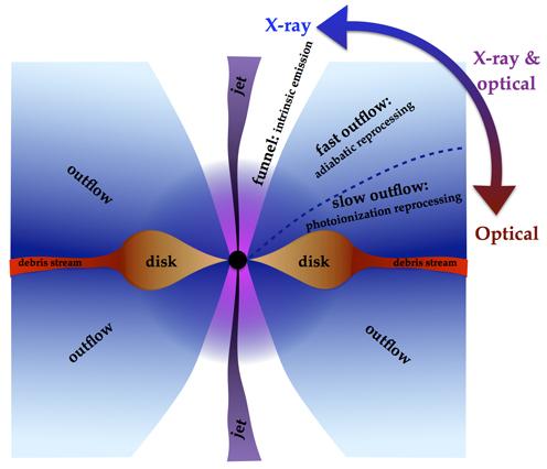 In the figure we see a cross section of what happens when the material from the disrupted star is devoured by the black hole. An accretion disk is formed (disk) by the material. There is too much material for it to pass into the black hole at once. It is heated up in the process and emits vast amounts of light and radiation, visible from Earth (Double arrow). Dr. Jane Dai’s computer model takes the difference in viewing angle from Earth into account, which means we are now able to categorize the variations in observations correctly. This means we can study the properties of the black hole, and learn about a celestial body we would otherwise not be able to see. In the figure we see a cross section of what happens when the material from the disrupted star is devoured by the black hole. An accretion disk is formed (disk) by the material. There is too much material for it to pass into the black hole at once. It is heated up in the process and emits vast amounts of light and radiation, visible from Earth (Double arrow). Dr. Jane Dai’s computer model takes the difference in viewing angle from Earth into account, which means we are now able to categorize the variations in observations correctly. This means we can study the properties of the black hole, and learn about a celestial body we would otherwise not be able to see.