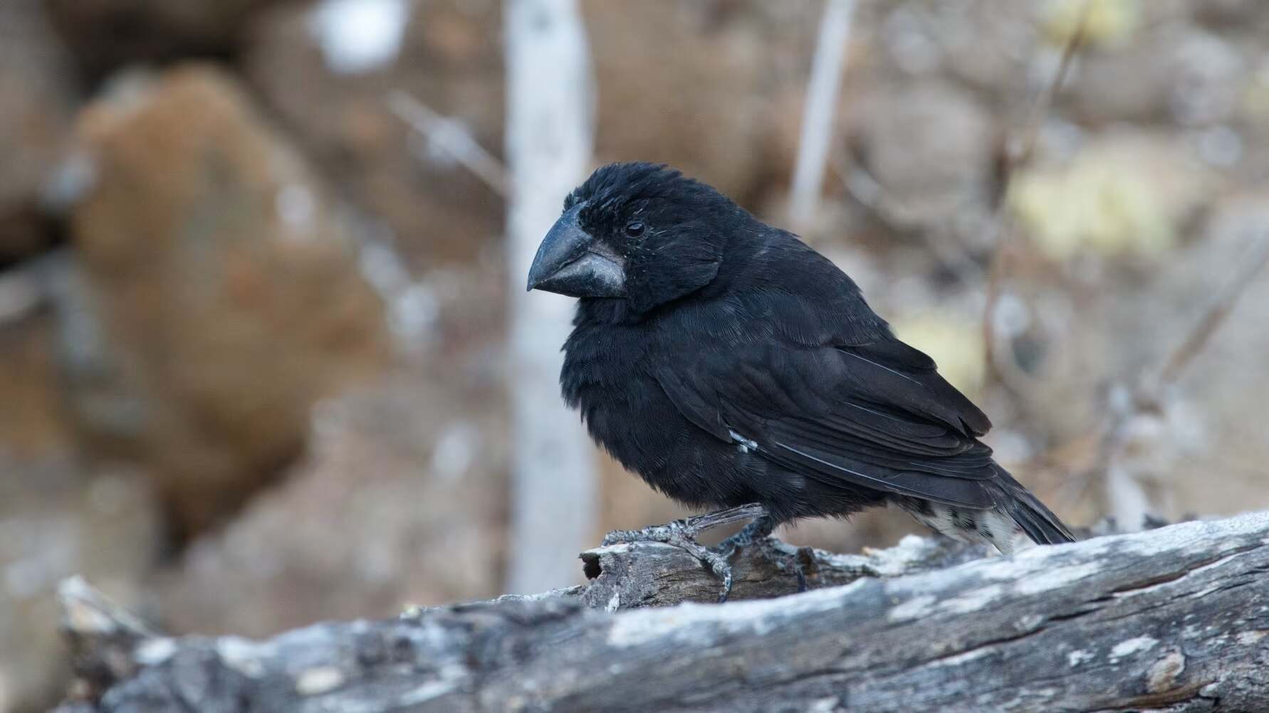 A large ground finch (Geospiza magnirostris) on Daphne Major, Galápagos Islands, Ecuador. Photo: Erik Enbody