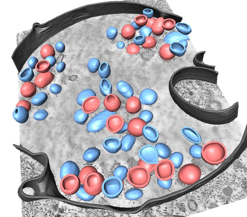3D-segmentation of different structures related to an infection with the influenza A virus. The blue particles are viruses which have entered the cell and should next fuse with the endosomal membrane and release their genome into the host cytoplasm. | © Petr Chlanda 3D-segmentation of different structures related to an infection with the influenza A virus. The blue particles are viruses which have entered the cell and should next fuse with the endosomal membrane and release their genome into the host cytoplasm. | © Petr Chlanda