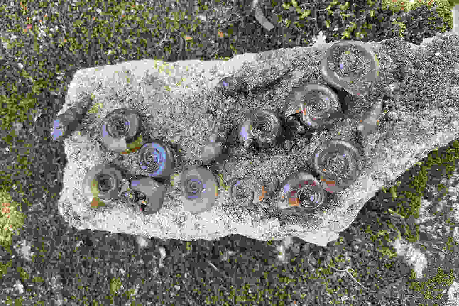 Researchers are gathering snail samples from different locations in Brazil to study the impact of climate change and urbanization on snail habitats. credit: Aly Singleton Researchers are gathering snail samples from different locations in Brazil to study the impact of climate change and urbanization on snail habitats. credit: Aly Singleton
