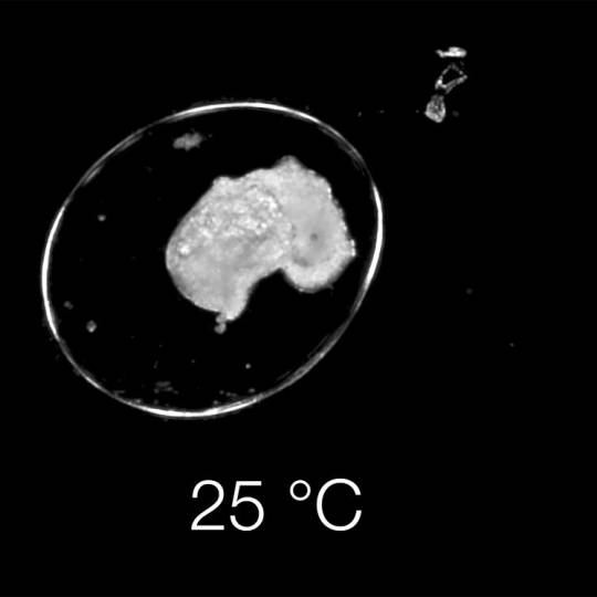 Deep learning model sparks optimism for the assessment of embryo development
