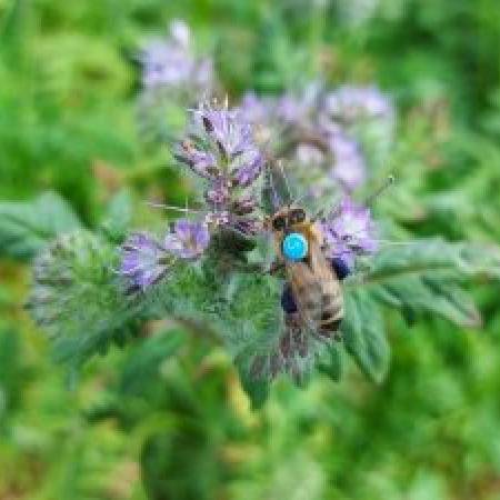 German-built simulations offer hope for honeybee conservation